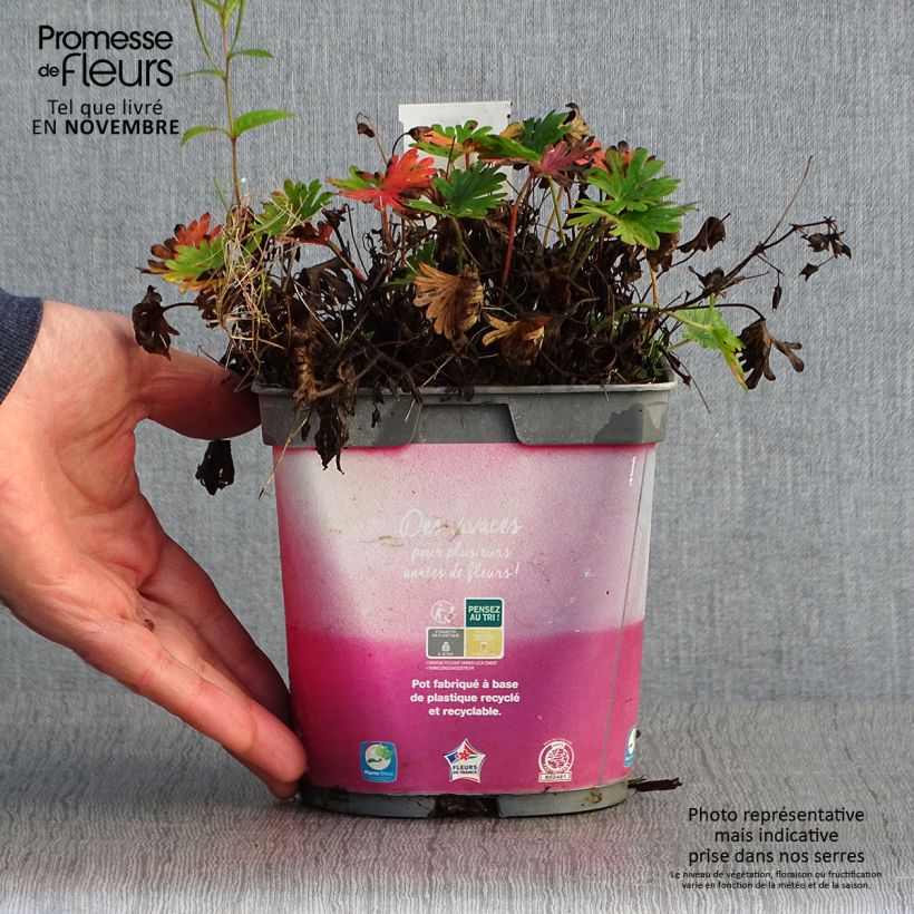 Ejemplar de Geranium vivace sanguineum Pink Pouffe Pot de 2L/3L entregado en otoño