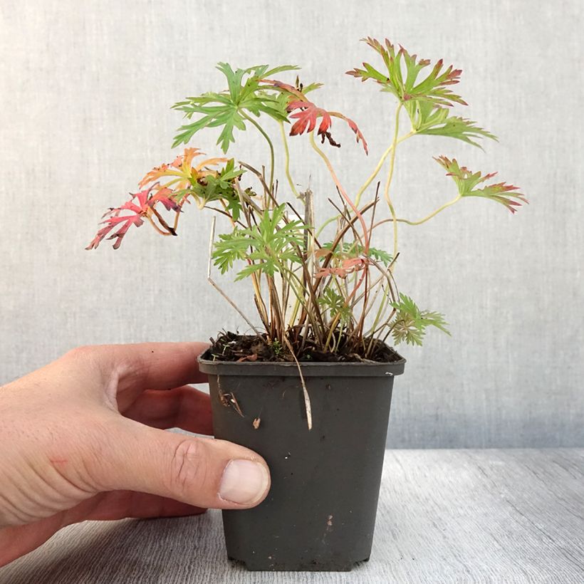 Ejemplar de Geranium soboliferum Starman - Geranio vivaz entregado en otoño