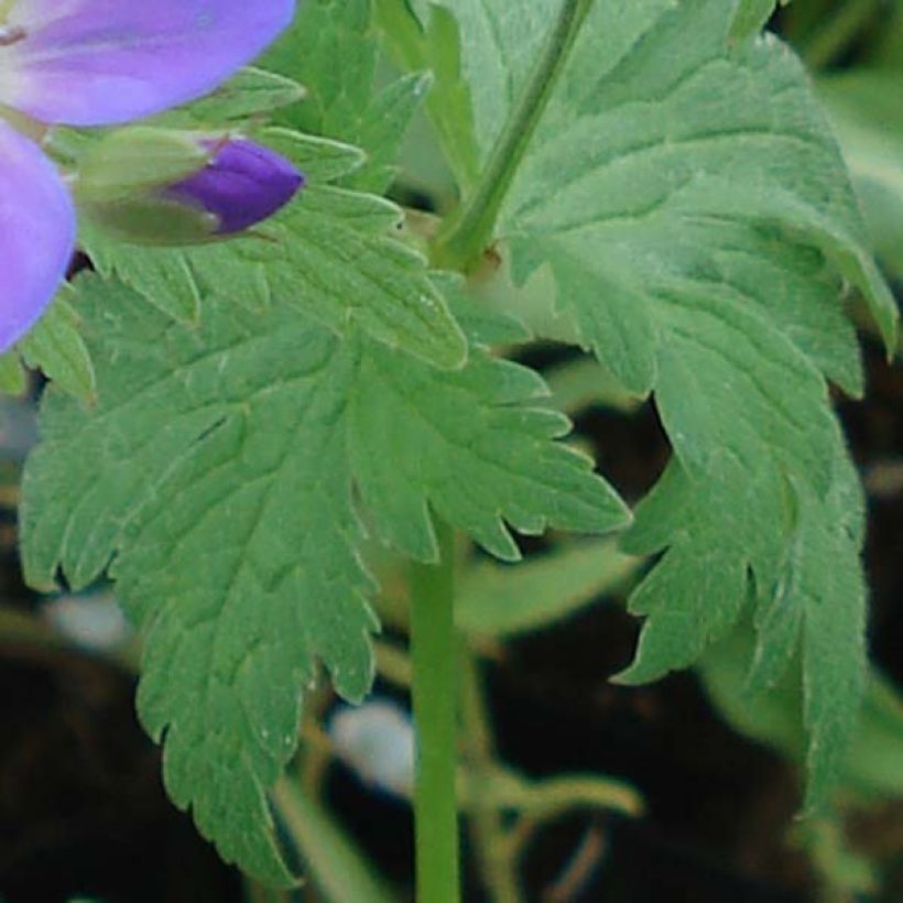 Geranio silvestre May Flower - Geranio vivaz (Follaje)