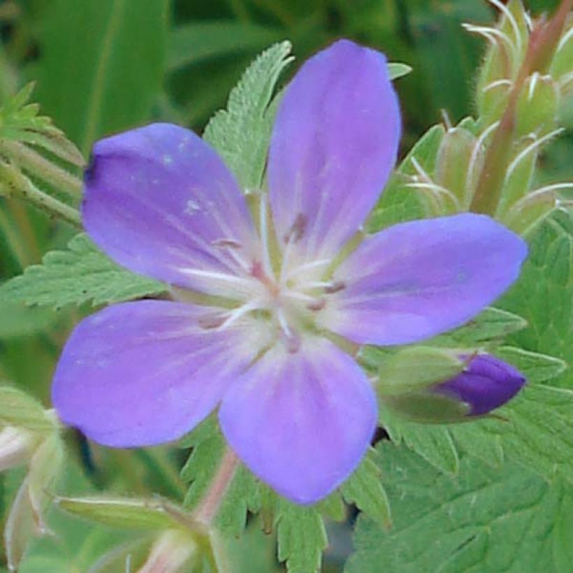 Geranio silvestre May Flower - Geranio vivaz (Floración)