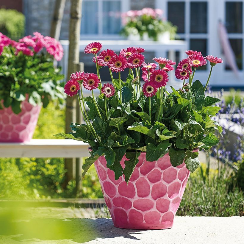 Gerbera Garvinea Sweet Sweet Spice (Porte)