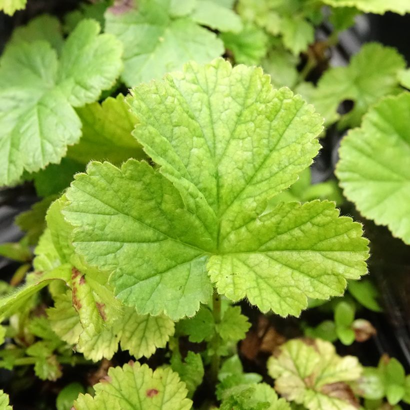 Geum coccineum Koi - Hierba de San Benito (Follaje)