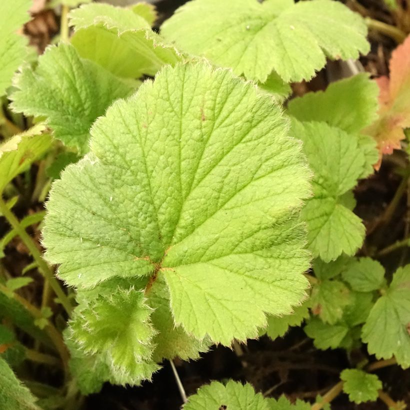 Geum Scarlet Tempest - Hierba de San Benito (Follaje)