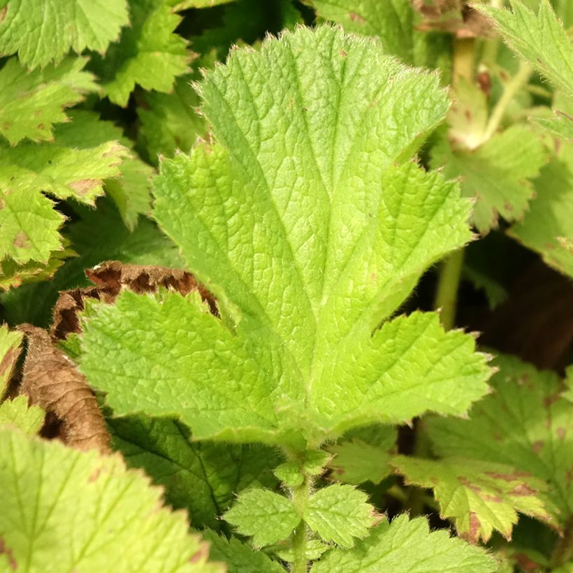 Geum Scarlet Tempest - Hierba de San Benito (Follaje)