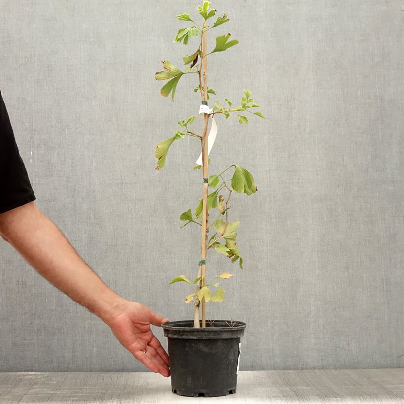 Ejemplar de Gingo biloba - Árbol sagrado Maceta 2L/3LAltura de entrega aprox. 40/80cm entregado en verano