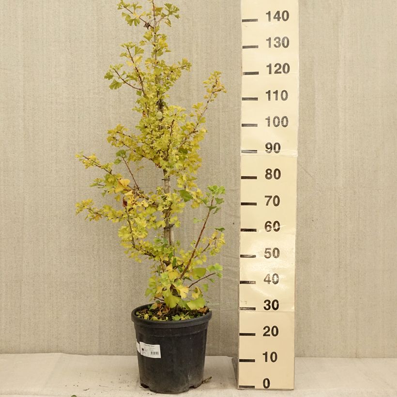 Ejemplar de Ginkgo biloba Simon - Arbre aux quarante écus - Pot de 18L/20L entregado en otoño