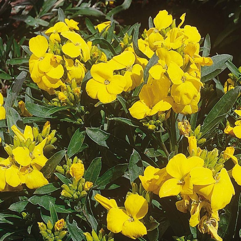 Erysimum Cloth of Gold - Alhelí (Floración)