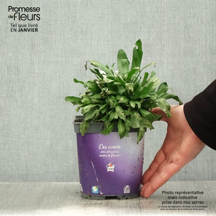 Giroflée vivace - Erysimum cheiri Spice Island en pot de 2/3 L Pot de 2L/3L Ejemplar entregado en invierno