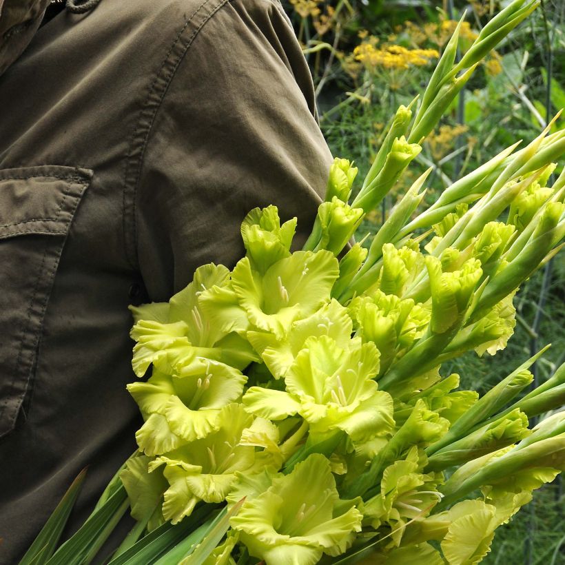 Gladiolo Green Star (Floración)