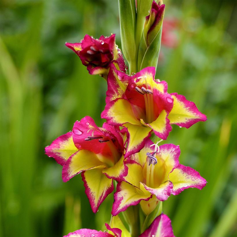 Gladiolo Flevo Laguna (Floración)