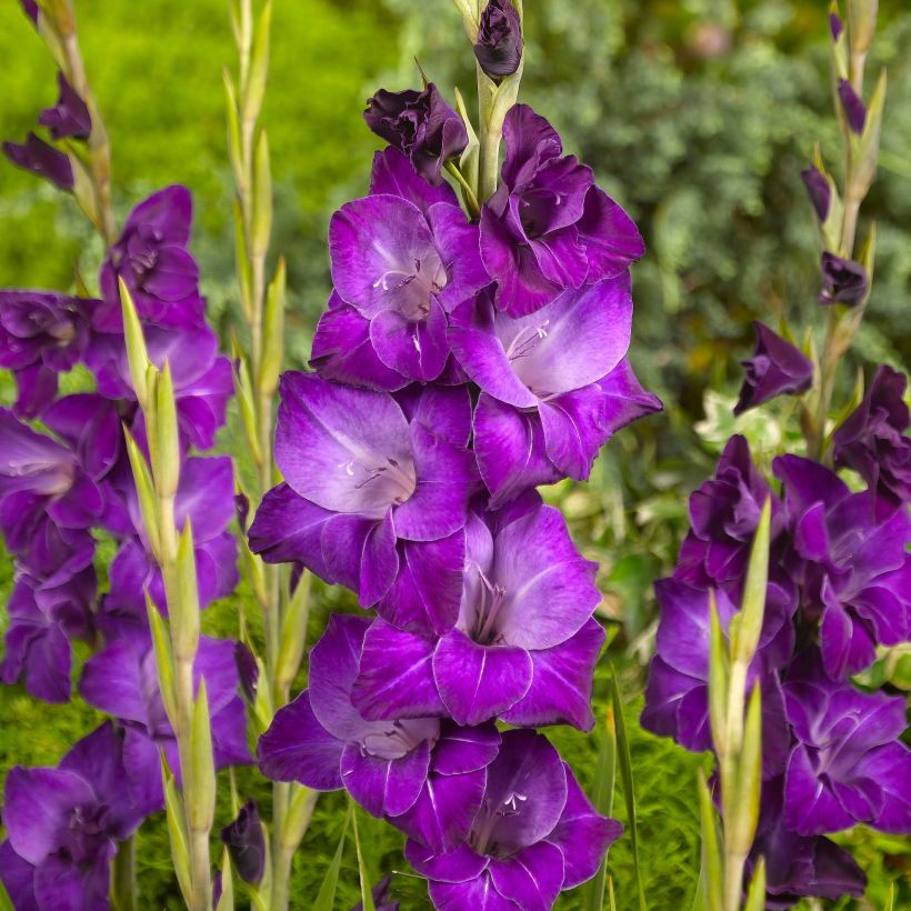 Gladiolo Violetta (Floración)