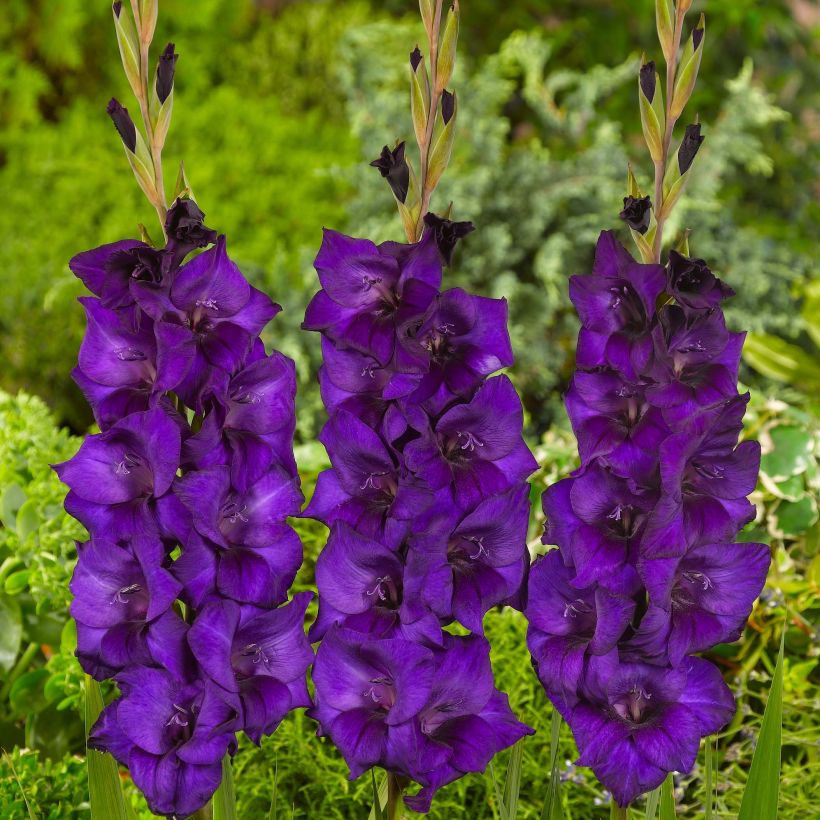 Gladiolo Purple Flora (Floración)