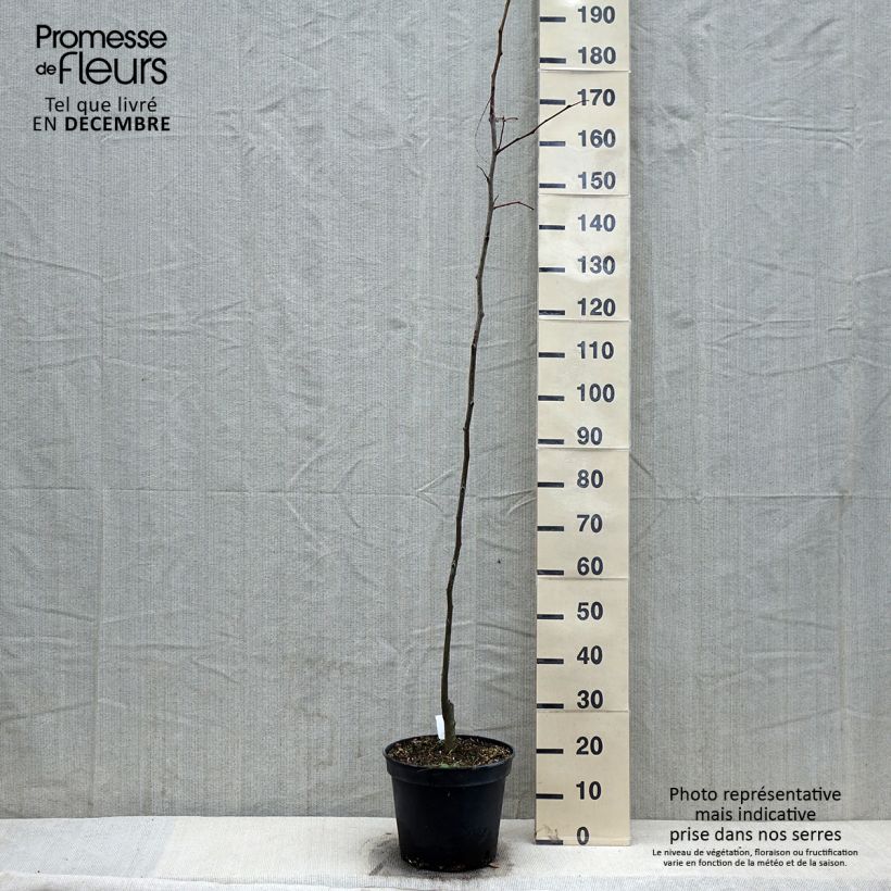 Gleditsia triacanthos Shademaster - F?vier d'Am?rique Pot de 7.5L/10L Ejemplar entregado en invierno