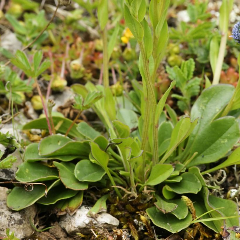 Globularia punctata - Coronilla de fraile (Follaje)