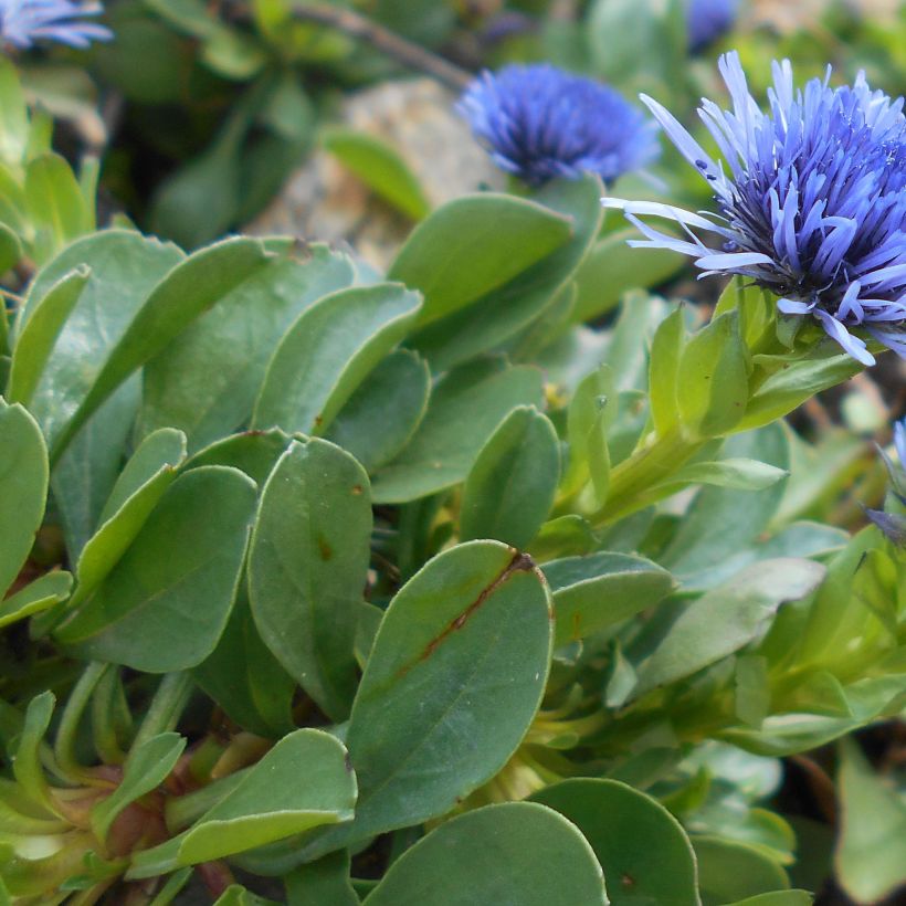 Globularia trichosantha - Globularia vellosa (Follaje)