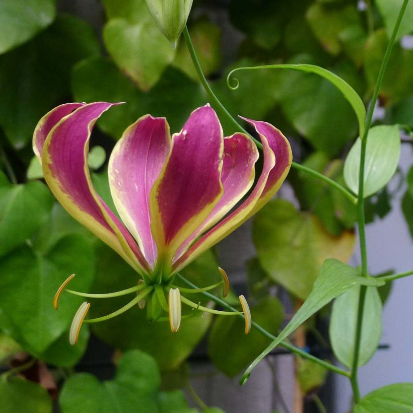 Gloriosa Carsonii - Bandera española (Floración)