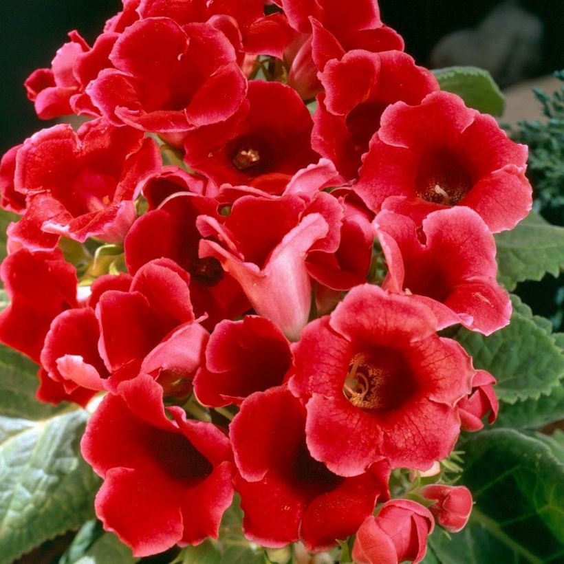 Gloxinia speciosa Etoile de feu (Floración)