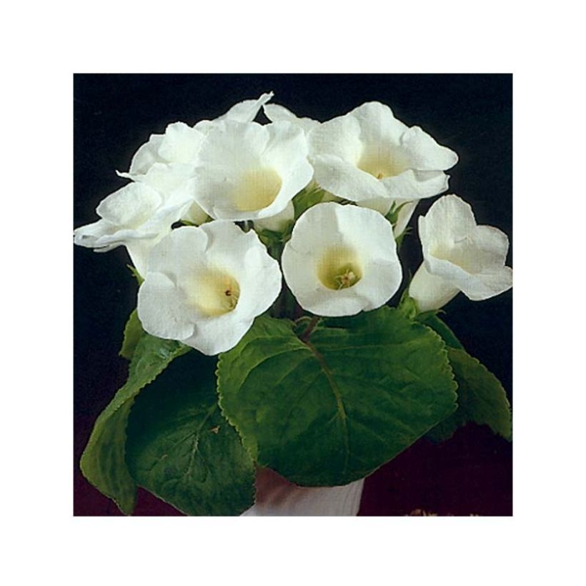 Gloxinia Mont Blanc (Floración)