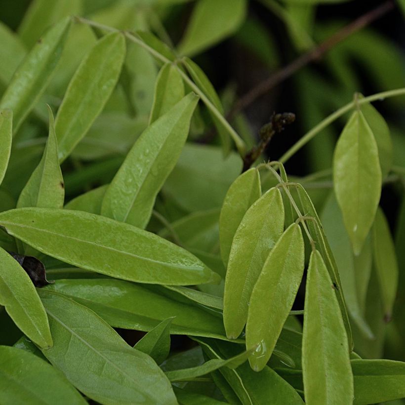 Millettia japonica Satsuma (Follaje)