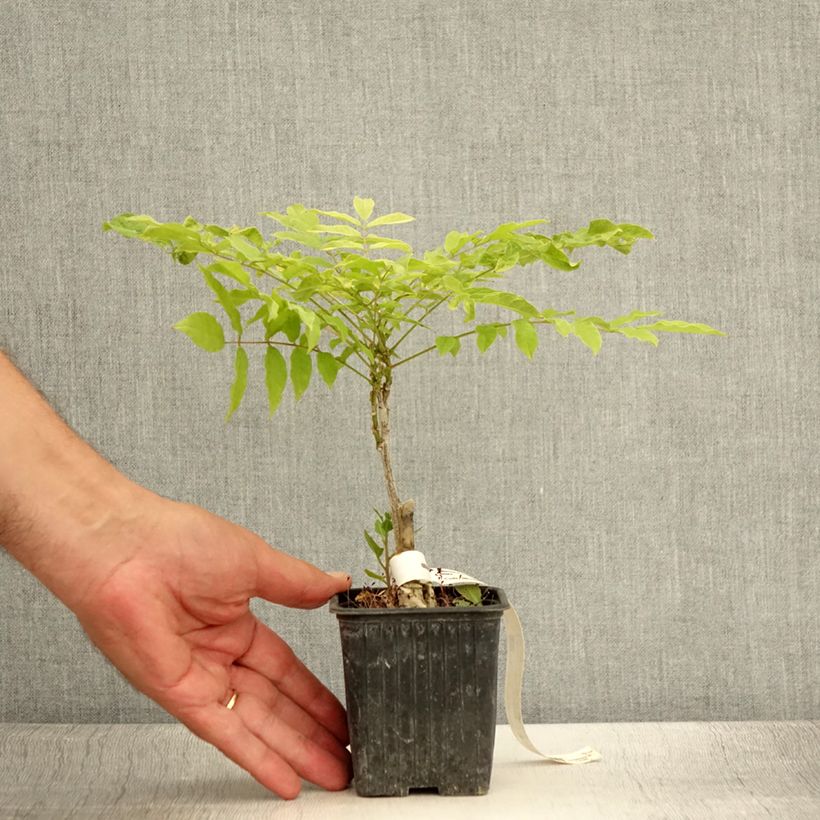 Ejemplar de Glycine du Japon - Wisteria floribunda Alba en godet de 9cm entregado en verano