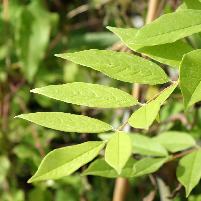 Wisteria frutescens - Glicina americana (Follaje)