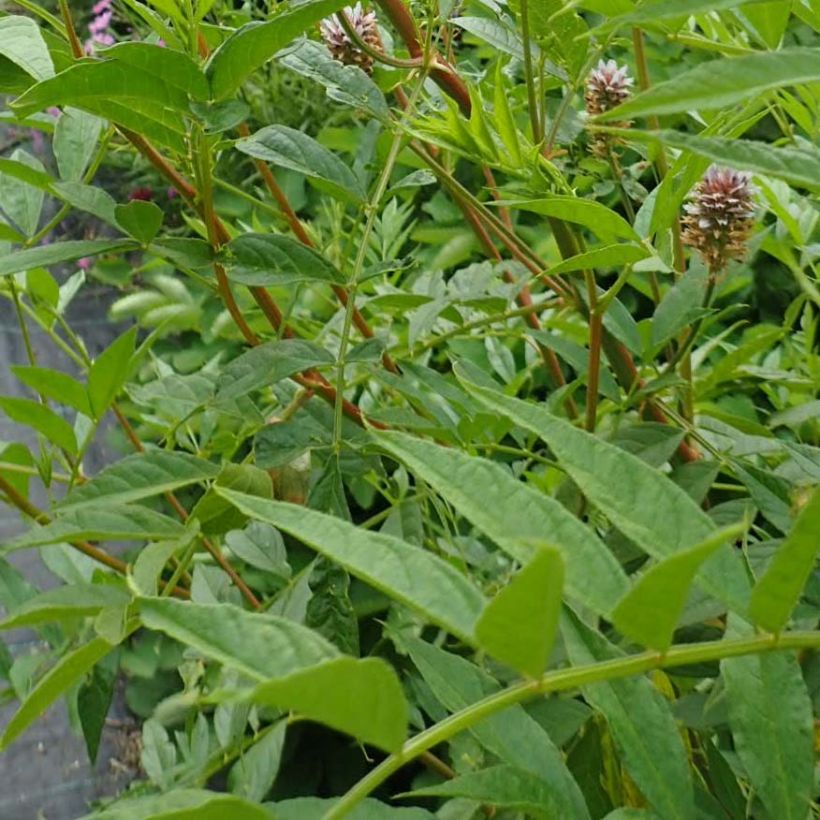 Glycyrrhiza yunnanensis - Regaliz de Yunnan (Follaje)