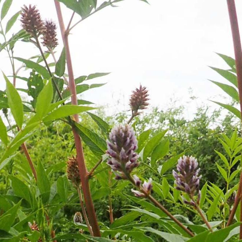 Glycyrrhiza yunnanensis - Regaliz de Yunnan (Floración)