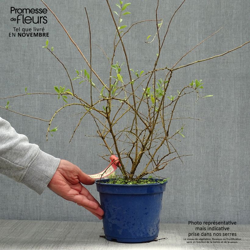 Ejemplar de Goji Gojidelys - Lycium barbarum Pot de 2L/3L entregado en otoño