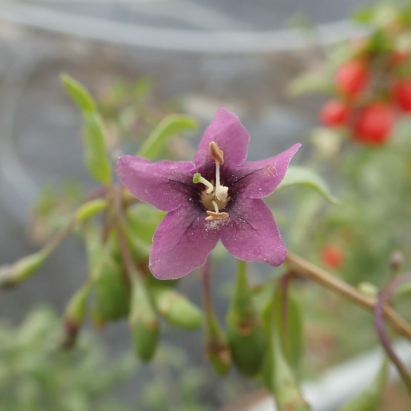 Goji Gojidelys (Floración)