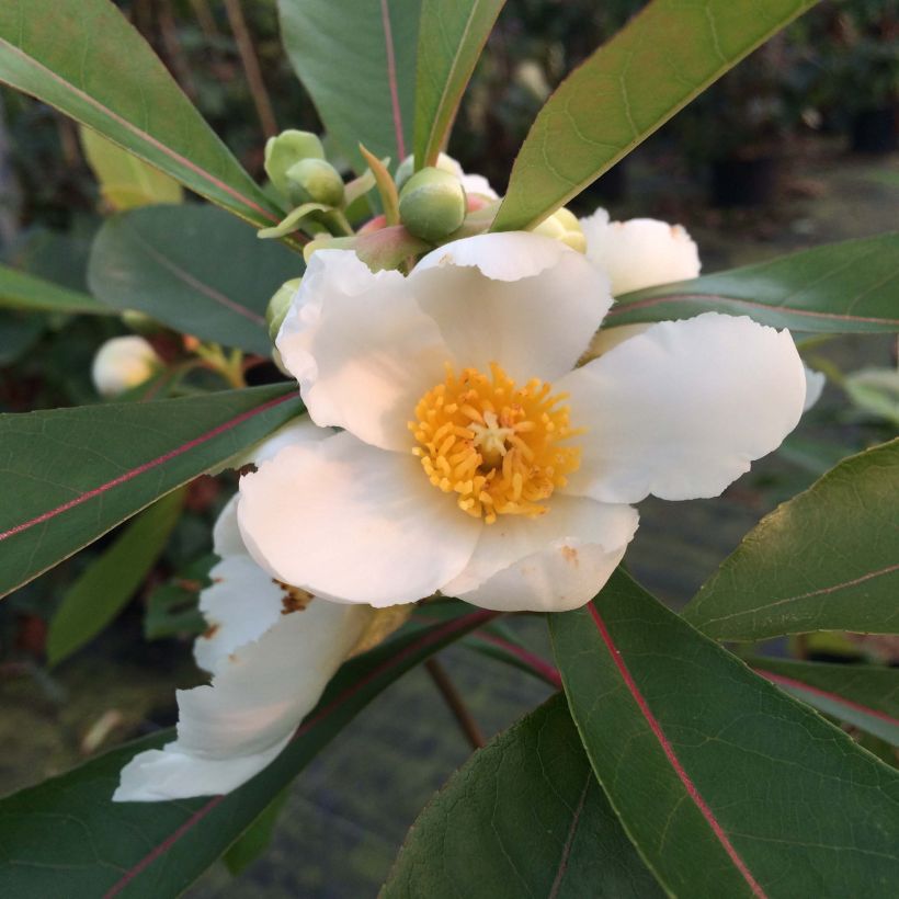 Gordlinia grandiflora (Floración)