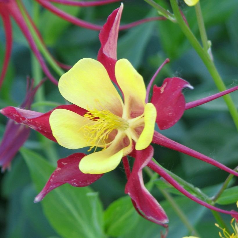 Aquilegia Firecracker (Floración)