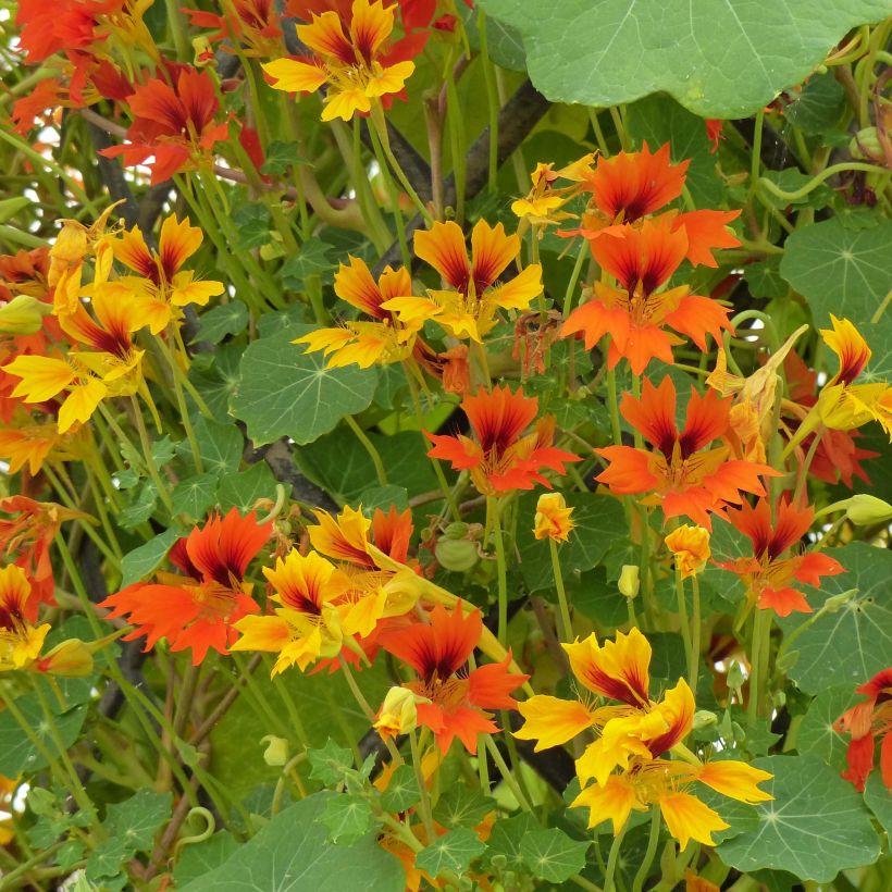 Capuchina enana Phoenix (Floración)