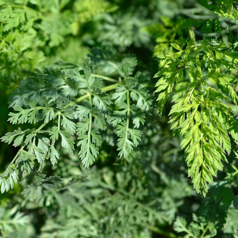 Zanahoria silvestre - Daucus carota (Follaje)