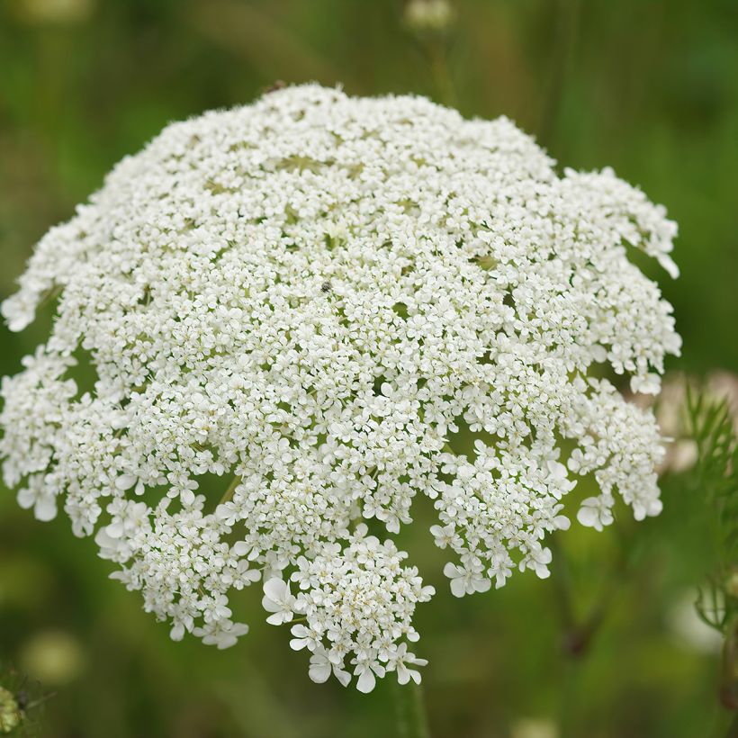 Zanahoria silvestre - Daucus carota (Floración)