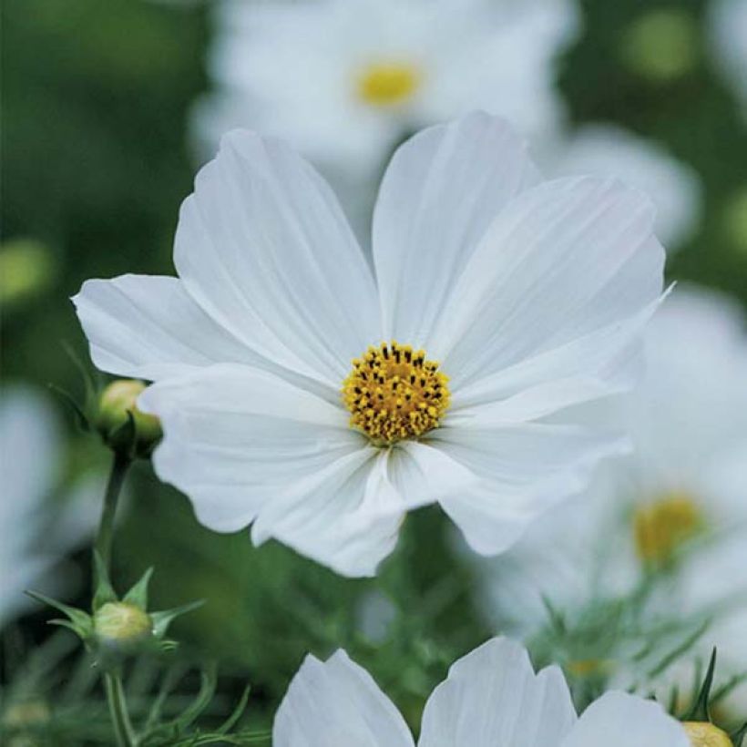 Cosmos bipinnatus Purity (Floración)