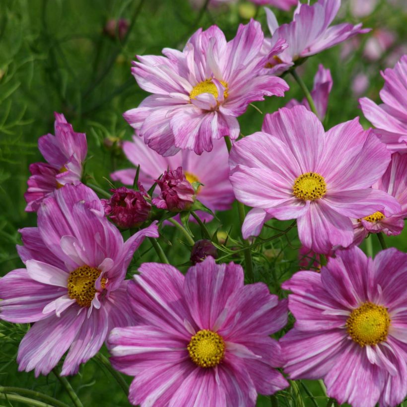 Cosmos bipinnatus Rosetta (Floración)