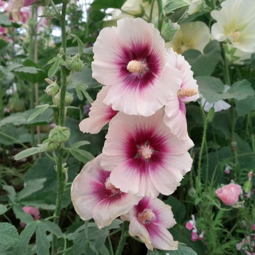 Alcea rosea Halo Apricot - Malva real (Floración)