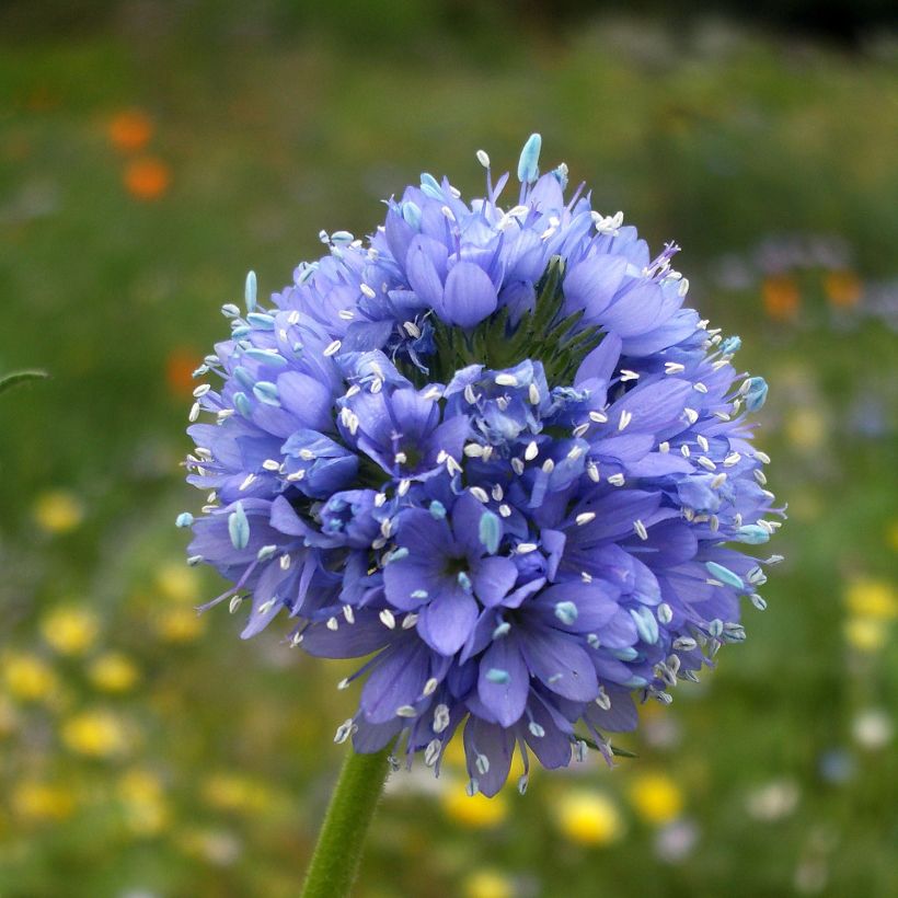 Gilia capitata - Cabeza azul Gilia (Floración)