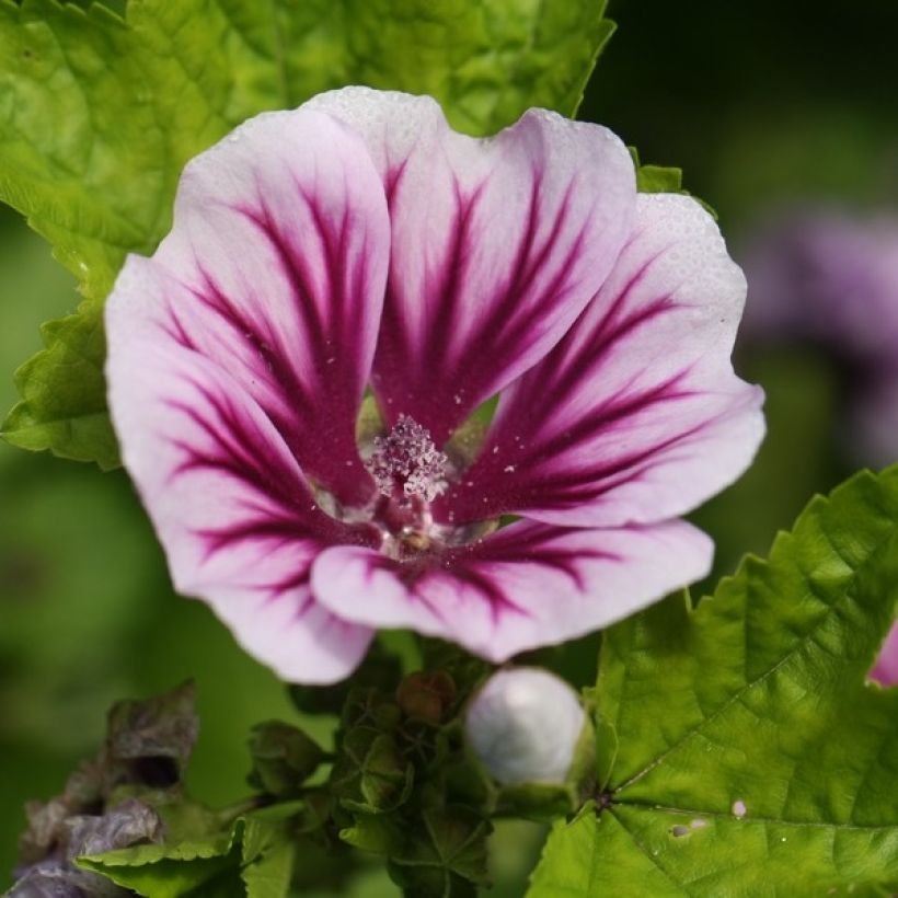 Malva común Zebrina - Malva sylvestris (Floración)