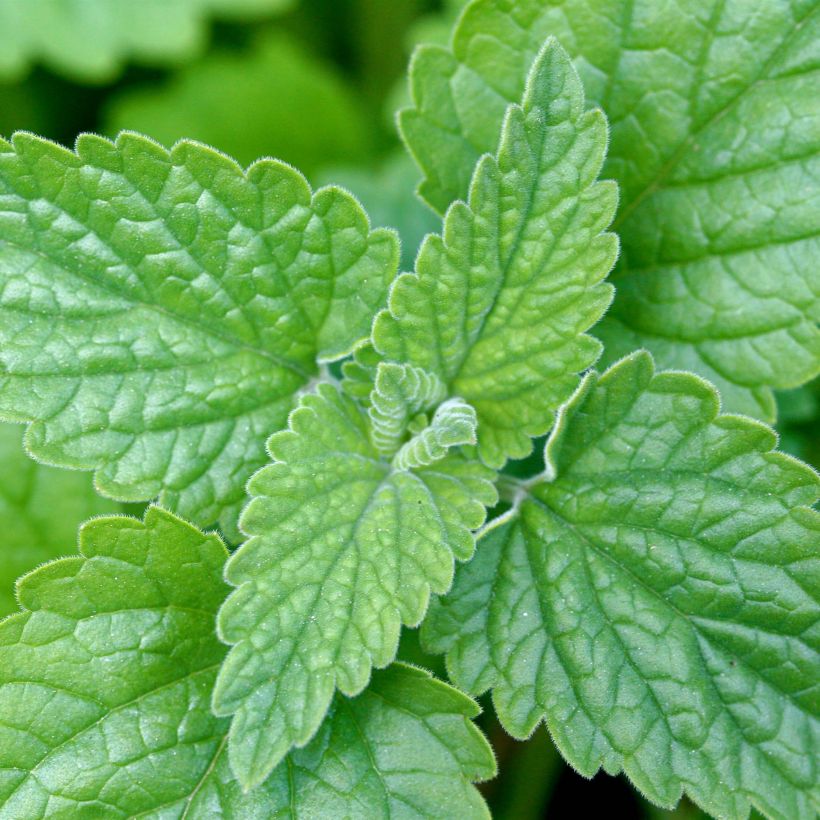 Menta gatuna - Nepeta cataria (Follaje)