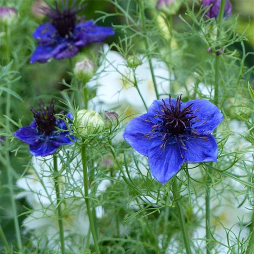 Nigella papillosa Midhigth Blue (Floración)