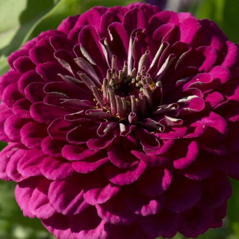 Zinnia Purple Prince (Floración)