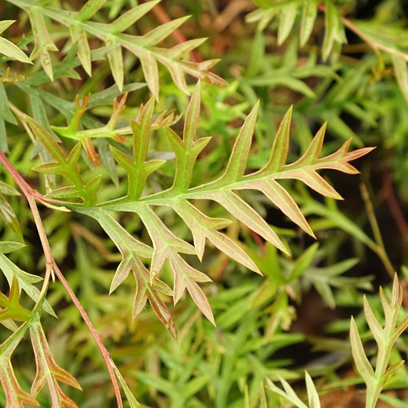 Grevillea Bronze Rambler (Follaje)