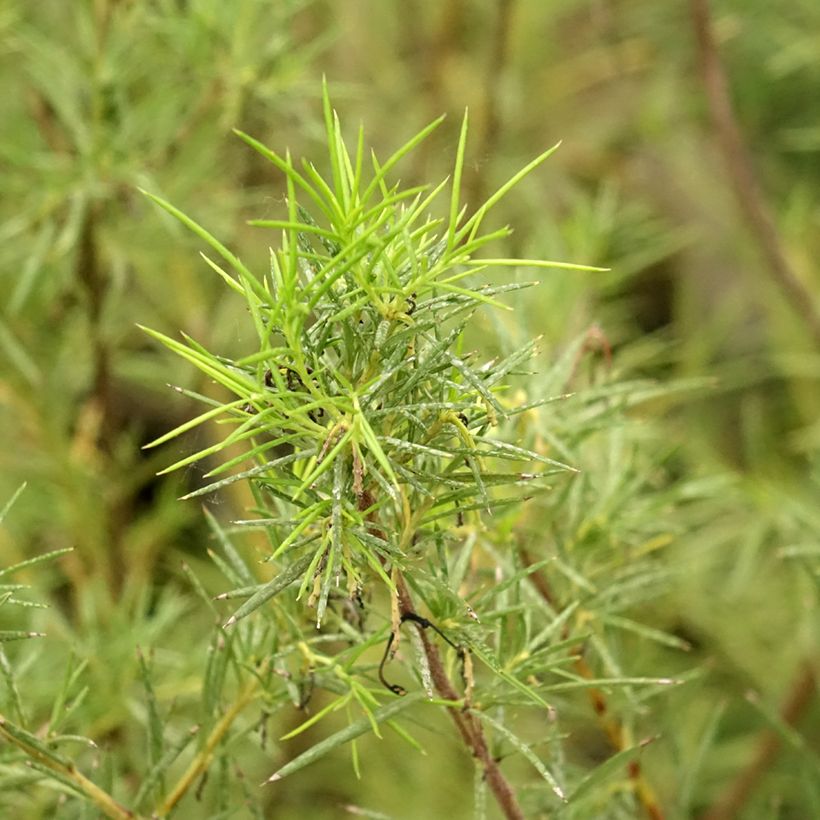 Grevillea gracilis Alba (Follaje)