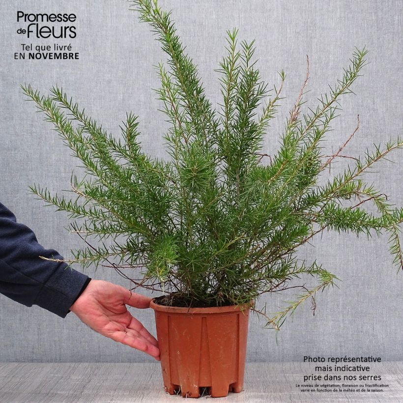 Ejemplar de Grevillea juniperina Pot de 3L/4L entregado en otoño