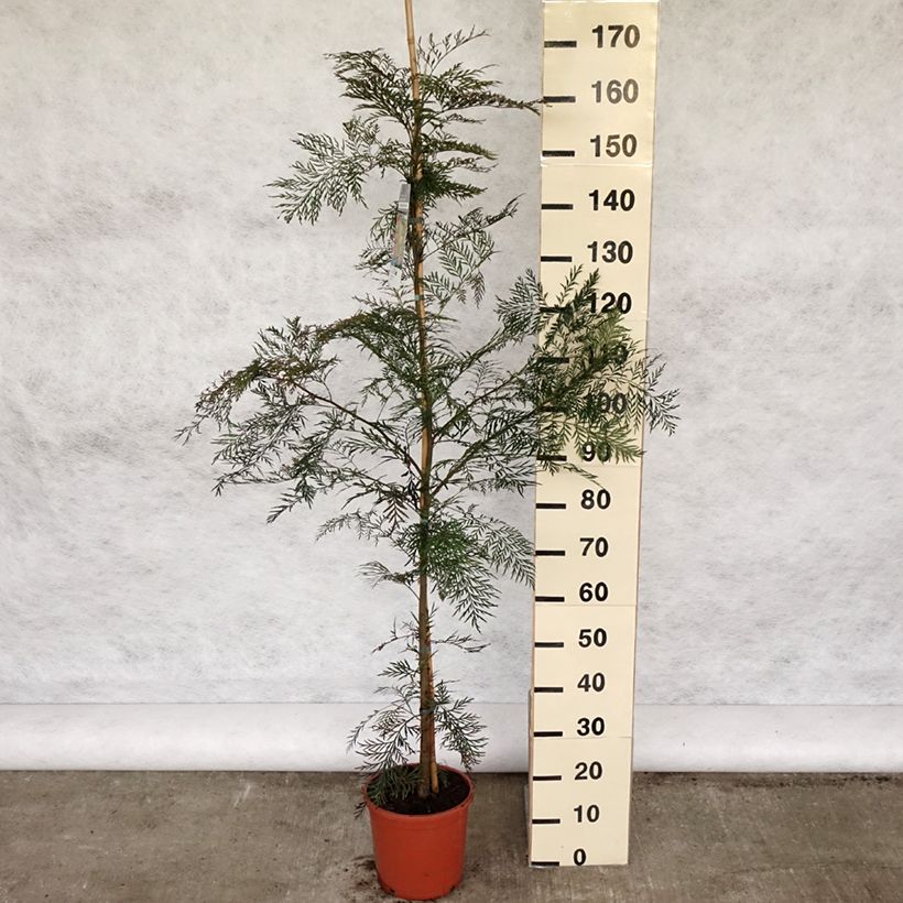 Grevillea robusta - Pino de oro Maceta 4L/5LAltura de entrega aprox. 170/200cm Ejemplar entregado en la primavera