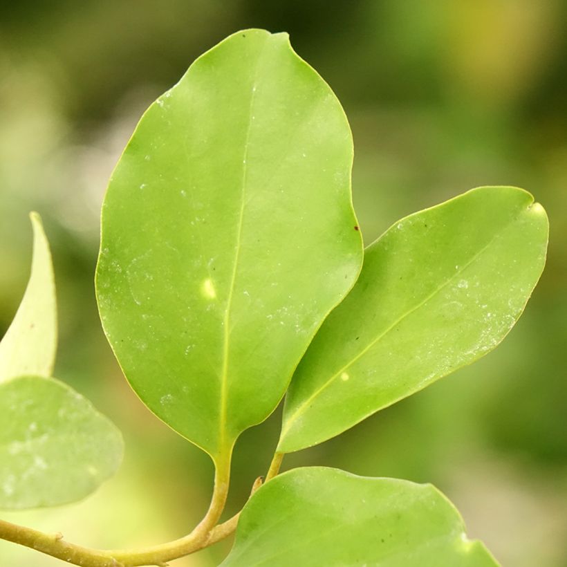 Griselinia lucida (Follaje)