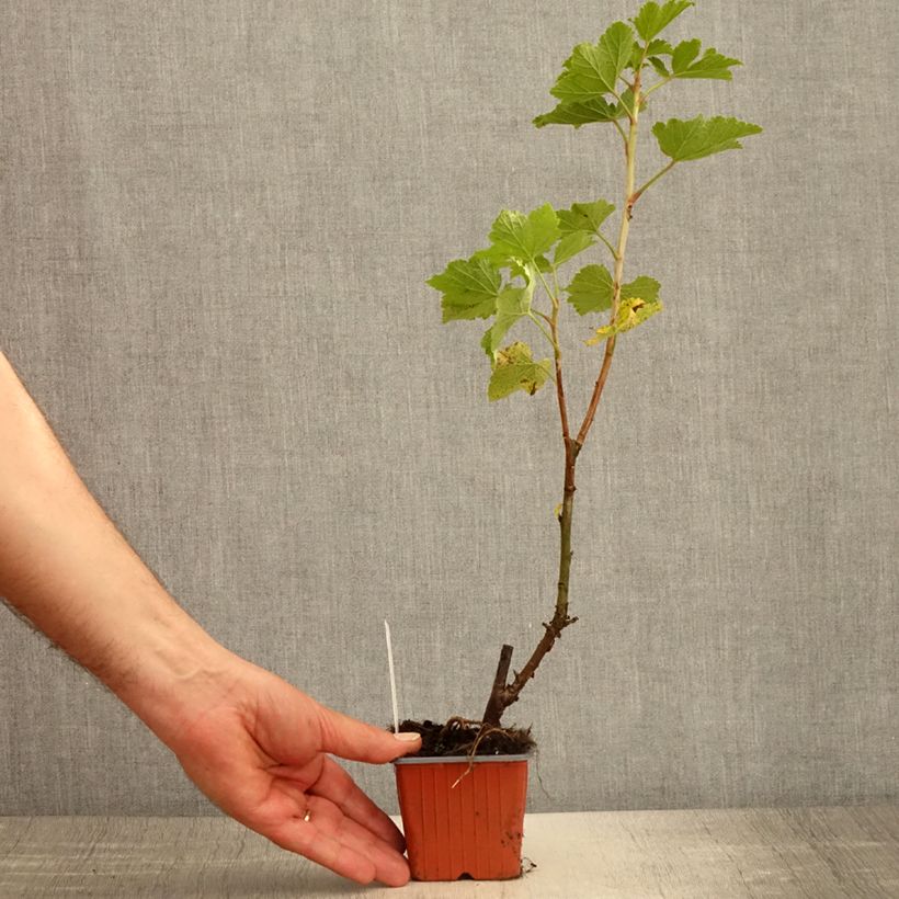 Groseillier à grappes blanches Zitavia - Godet de 8/9 cm Ejemplar entregado en la primavera