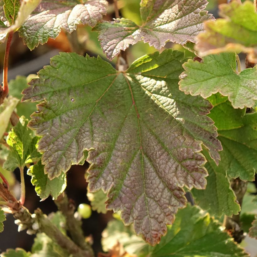 Grosella roja Première Groseille Raisin (Follaje)