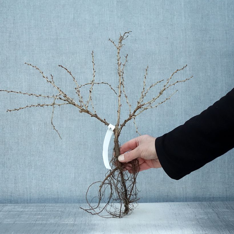 Groseillier à maquereau Invicta - Ribes uva crispa en racines nues Ejemplar entregado en invierno